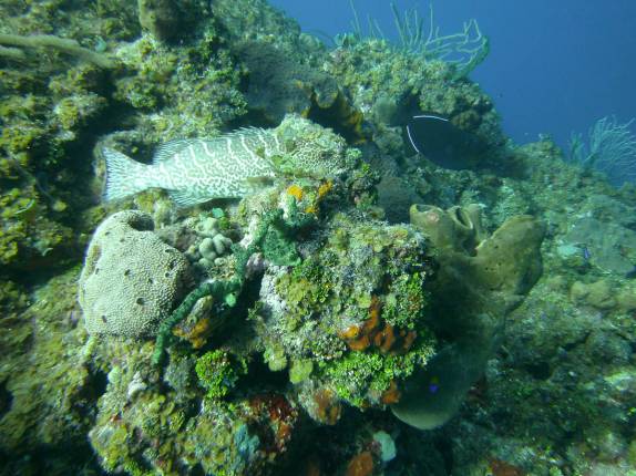 Muita cor nos corais de Marilyn's Cut, em Little Cayman, nas Ilhas Caiman